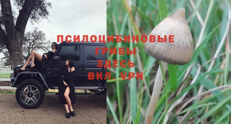 Псилоцибиновые грибы Magic Shrooms  МЕГА вход  Дивногорск  где продают  